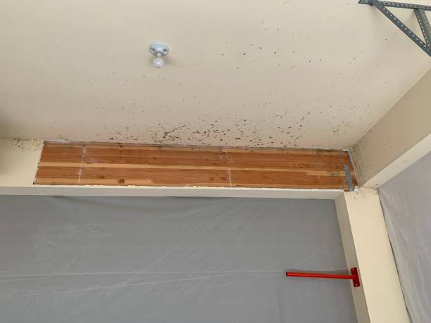 Best HVAC Mold Inspection and Cleaning  in Colleyville, TX