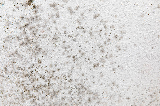 Colleyville, TX Mold Removal Company