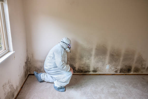 Dehumidification Services in Colleyville, TX