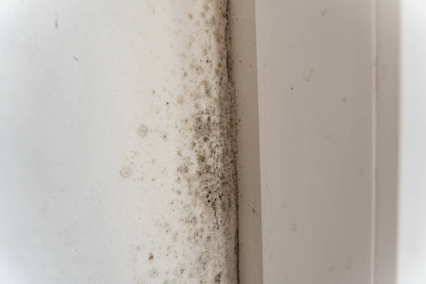 Best Biohazard Mold Removal  in Colleyville, TX