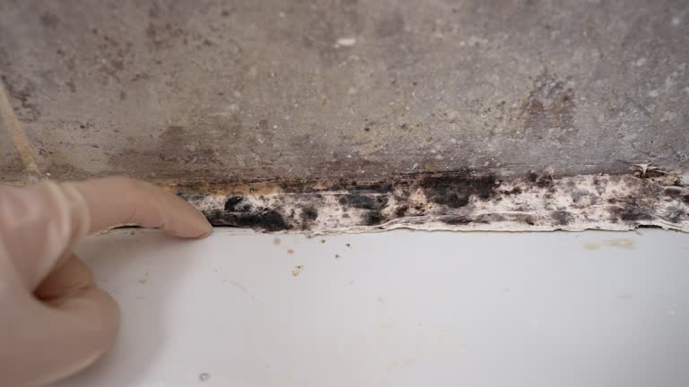 Best Mold Prevention Services  in Colleyville, TX