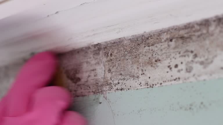 Best Airborne Mold Testing  in Colleyville, TX